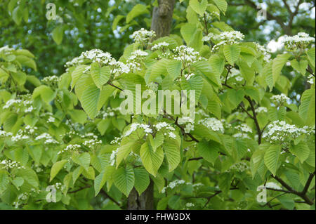 Sorbus alnifolia, Quercus palustris Coréen Banque D'Images