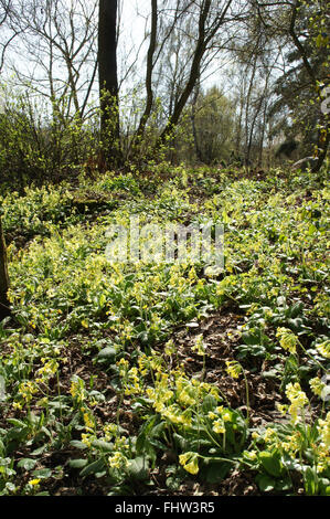 Primula elatior, vrai oxlip Banque D'Images