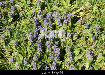 Ajuga reptans bugle, Banque D'Images