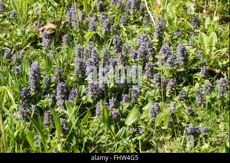 Ajuga reptans bugle, Banque D'Images