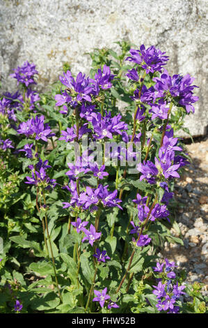 Campanula glomerata, Clustered bellflower Banque D'Images