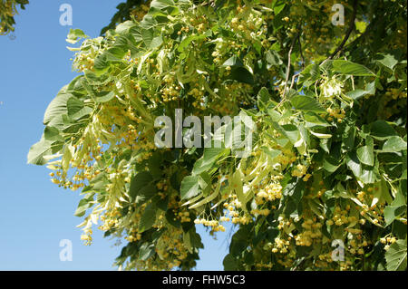 Tilia euchlora, caucasien Lime Banque D'Images
