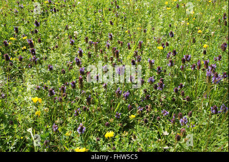 Prunella vulgaris, Selfheal Banque D'Images