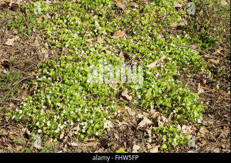 Oxalis acetosella, l'oxalide Banque D'Images