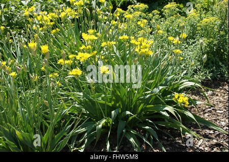 L'allium moly, Goldlauch, ail doré Banque D'Images