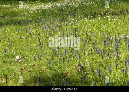 Ajuga reptans bugle, Banque D'Images
