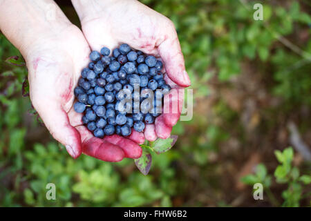 Enduite de mains de petits fruits mûrs plein de myrtilles ou bluberries. Banque D'Images