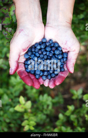 Woman's hands plein de myrtilles ou bleuets. Cueillir des baies dans la forêt Banque D'Images