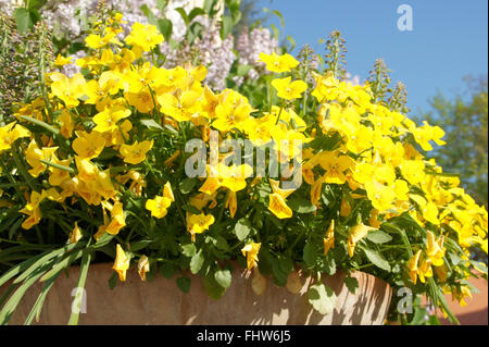Viola Cornuta, Horned pansy Banque D'Images