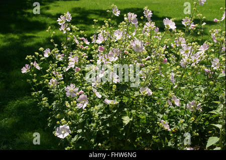 Lavatera thuringiaca, arbre de jardin-mallow Banque D'Images