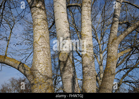 Populus alba, peuplier d'argent Banque D'Images