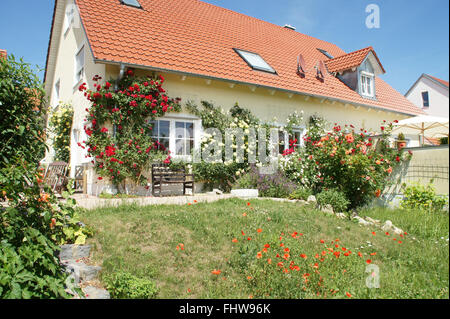 Grimpeur, Rosa rose, l'espalier Banque D'Images