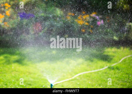 Arrosage arrosage pelouse dans le jardin. Se concentrer sur les gouttes d'eau. Banque D'Images