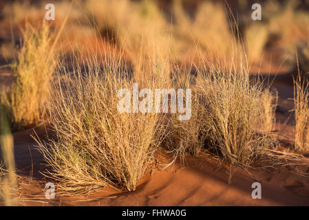 L'herbe pousse bien adaptés sur une dune de sable dans le désert du Namib Banque D'Images