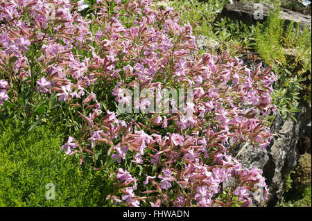 Saponaria x lempergii Max Frei, Soapwort Banque D'Images