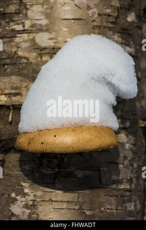 Durée de champignon avec snow hat sur le bouleau jaune (Betula alleghaniensis, Pictured Rocks National Lakeshore, Michigan, USA Banque D'Images