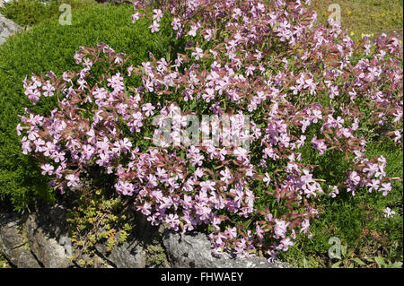 Saponaria x lempergii Max Frei, Soapwort Banque D'Images