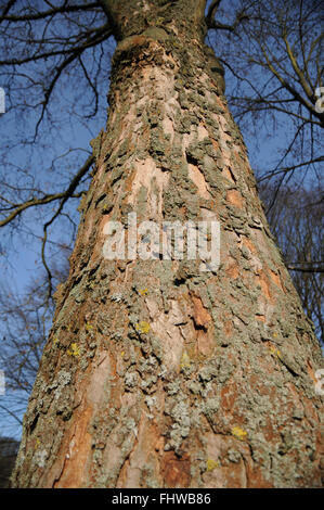 L'érable sycomore, Acer pseudoplatanus, écorce Banque D'Images