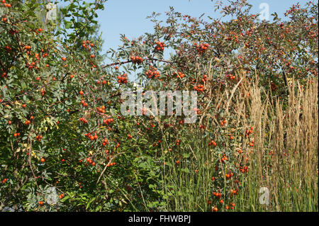 Rosa glauca, violet-rose feuilles Banque D'Images