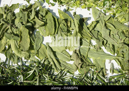 Salvia officinalis, sauge, feuilles sèches Banque D'Images