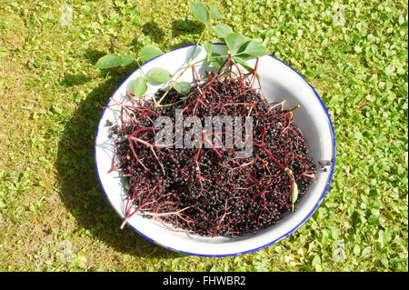 Sambucus nigra, aîné noir Banque D'Images