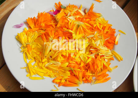 Calendula officinalis, Marigold, fleurs sèches Banque D'Images