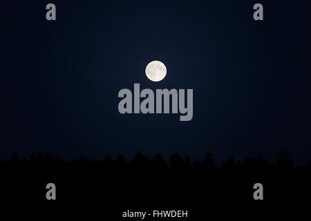 Pleine lune supermoon plus de forêt sur ciel nocturne Banque D'Images