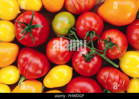 Colorés mûrs tomates biologiques à partir d'un fam avec gouttes d'eau Banque D'Images