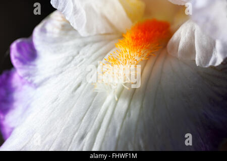 Belle fleur iris close-up. Macro Banque D'Images