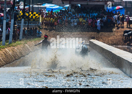 Célébration de l'Ouest course Buffalo Karnataka, Inde Banque D'Images