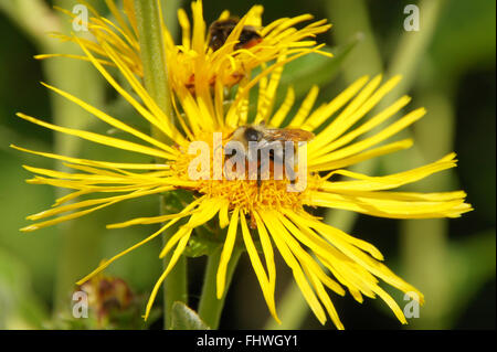 Inula helenium, guérir, avec bumblebee Banque D'Images