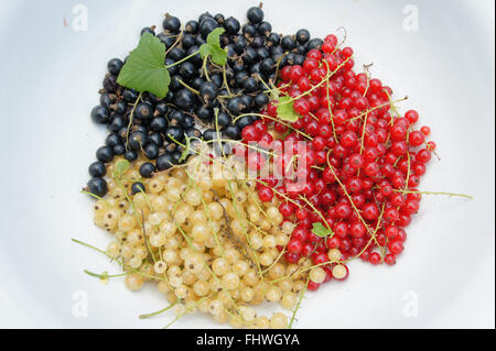 Ribes, raisins de Corinthe Banque D'Images