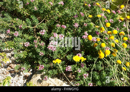 Daphne cneorum, Garland flower Banque D'Images