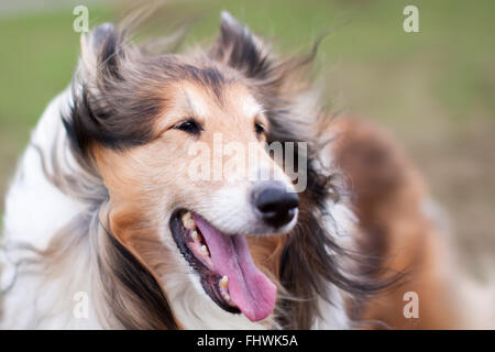 Heureux rough collie close up portrait de chien. Avec la bouche ouverte et de beaux yeux. Tourné en un coup de vent. L'accent sur les yeux et n Banque D'Images