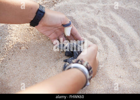Naissance de la caouanne projet Tamar, Musée ouvert de la tortue marine, Praia do Forte Banque D'Images