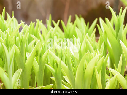Les choux frais de fleurs qui poussent au printemps dans un jardin en plein air Banque D'Images