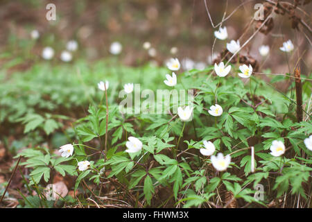 Anémone blanche fleurs en croissance à l'état sauvage dans une forêt au printemps. Image fleurs stock doux Banque D'Images