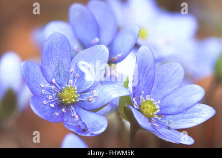 Début du printemps bleu fleurs hepatica ou snowdrop dans son contexte naturel poussant sur un sol forestier. Image printemps rural naturel Banque D'Images