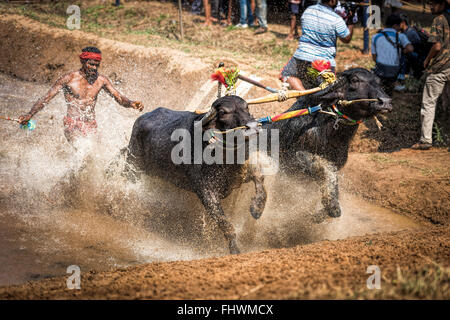 Célébration de l'Ouest course Buffalo Karnataka, Inde Banque D'Images