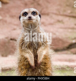 Meerkat Banque D'Images