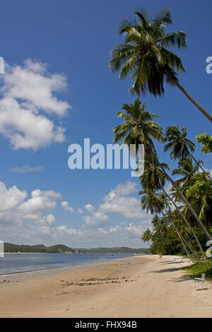 Des cocotiers sur la plage Guadeloupe Banque D'Images