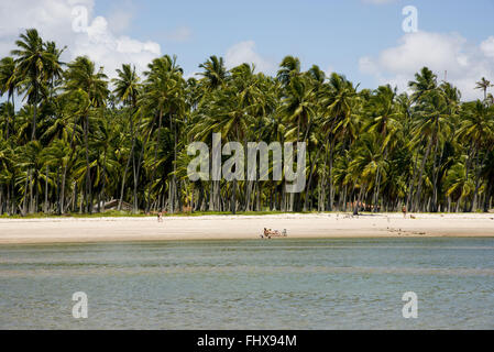 Des cocotiers sur la plage Guadeloupe Banque D'Images