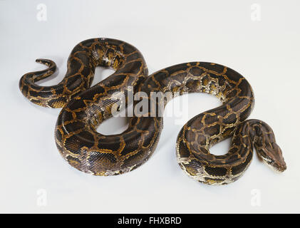 Python birman (Python molurus), serpent brun bouclé en S-shape, high angle view. Banque D'Images