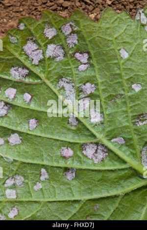 Feuille d'Erineum mite Banque D'Images