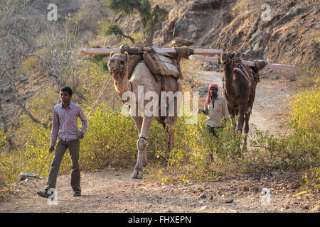 Les chameaux utilisés pour le transport des matériaux de construction dans le Rajasthan, Inde Banque D'Images