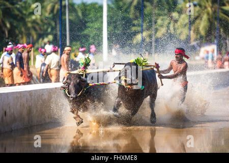 Célébration de l'Ouest course Buffalo Karnataka, Inde Banque D'Images