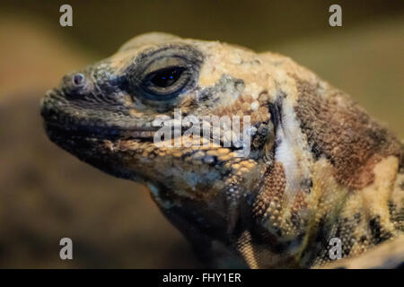 Un gros plan d'un Chuckwalla. Banque D'Images