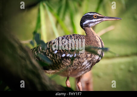 Un sunbittern dans un environnement forestier Banque D'Images