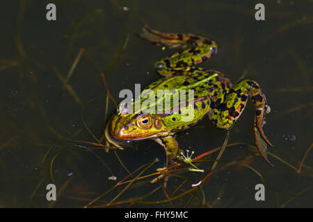 Grenouille comestible / eau commun grenouille / grenouille verte (Pelophylax kl. esculentus / Rana kl. esculenta) flottant dans l'étang Banque D'Images