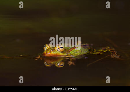 Grenouille comestible / eau commun grenouille / grenouille verte (Pelophylax kl. esculentus / Rana kl. esculenta) flottant dans l'étang Banque D'Images